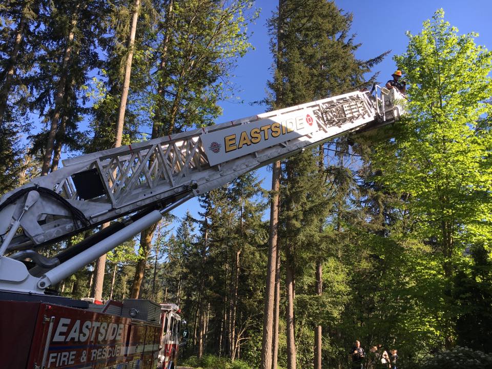 Boy Gets Stuck In Tree Trying To Save Pet Lizard Firefighters Rescue