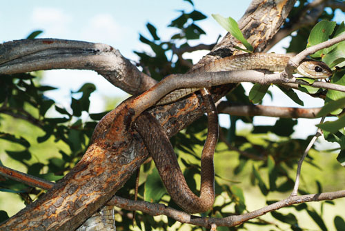 Boomslang is an arboreal snake