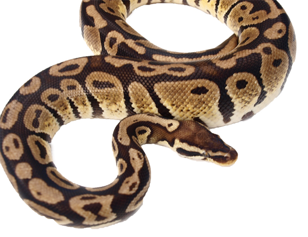 ball python morph