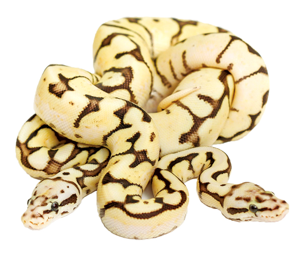 ball python