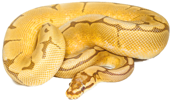 ball python