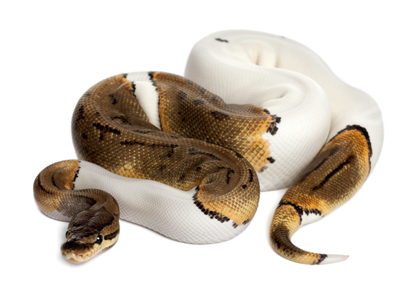 ball python