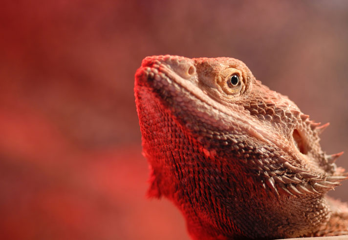 bearded dragon under heat lamp