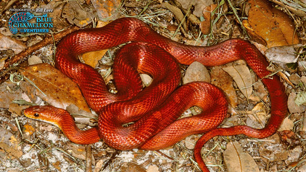 Blood red corn snake