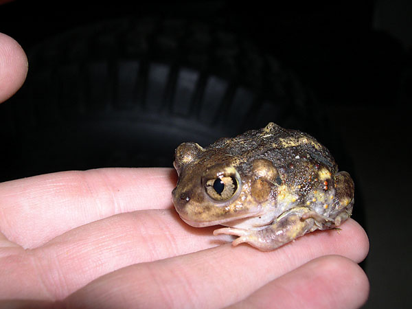 eastern spadefoot toad