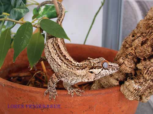 gargoyle gecko