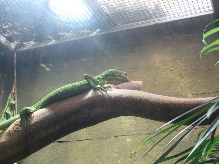 Green tree monitor under a heat lamp