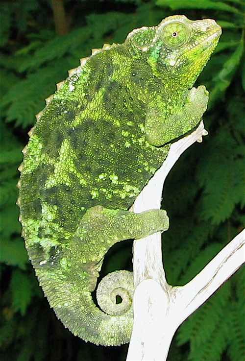Female Jackson's chameleon 