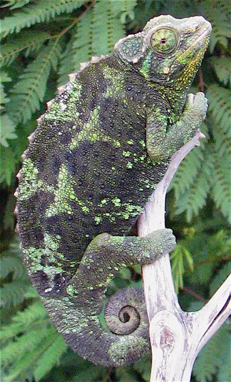 Female Jackson's chameleon