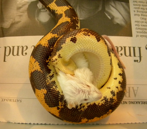 kenyan sand boa eating 