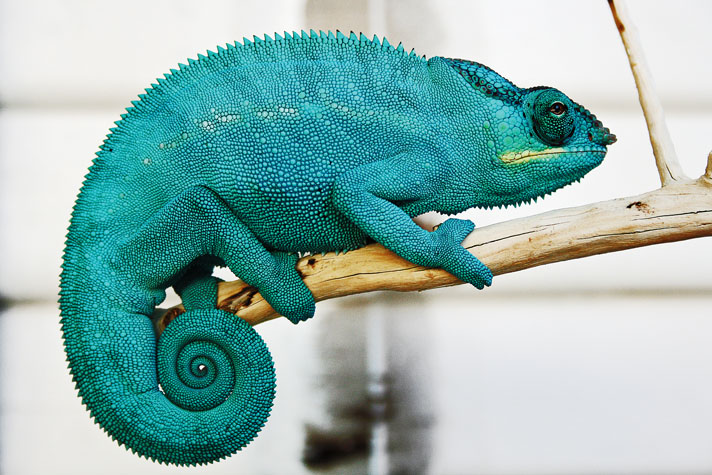 Nosy Be panther chameleon