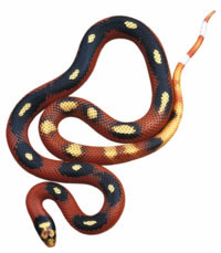 kingsnake