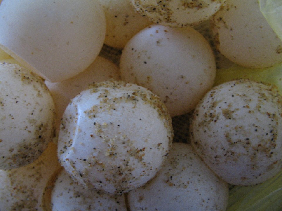 960px Yosritelurpenyu6