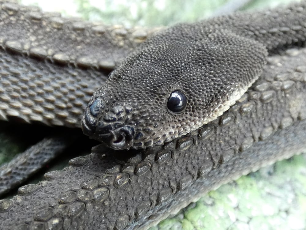 Xenodermus Javanicus