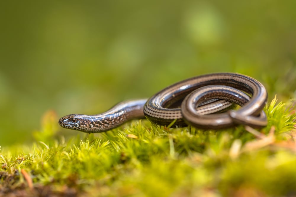Anguis Fragilis Rudmer Zwerver