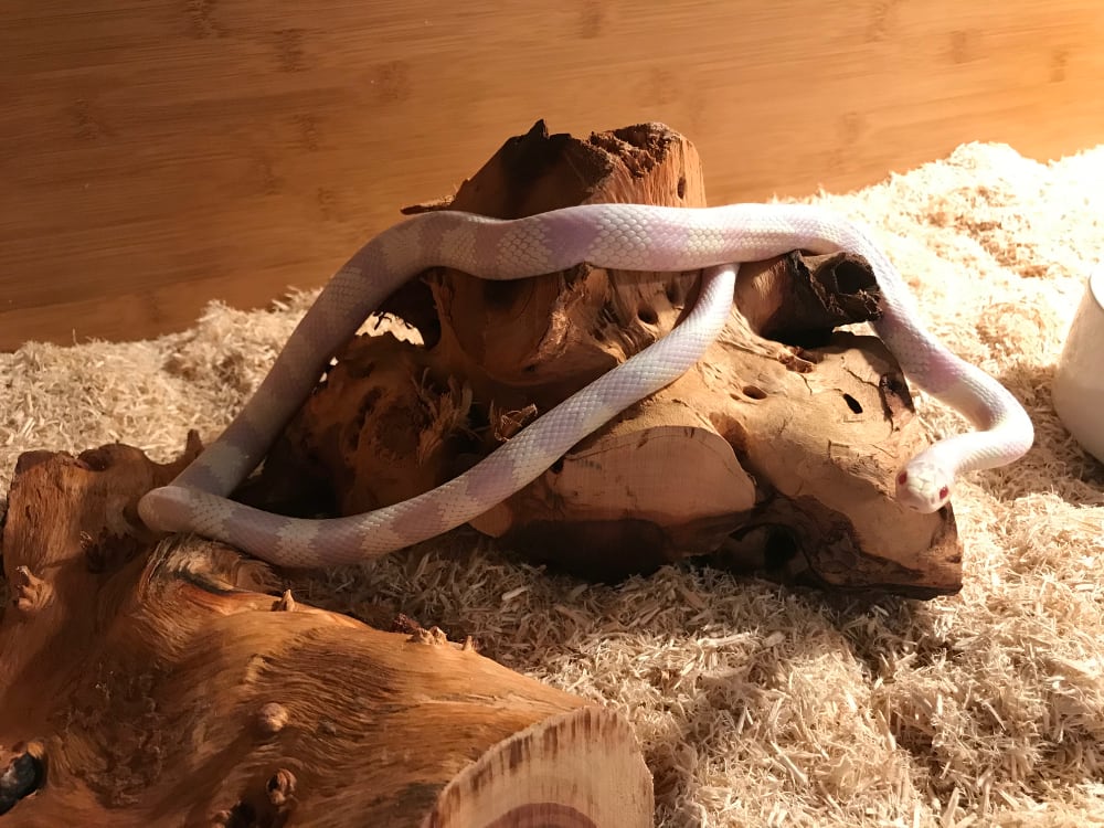Zen Habitats Snowy