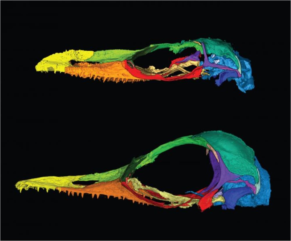 Oculudentavis Naga 3d