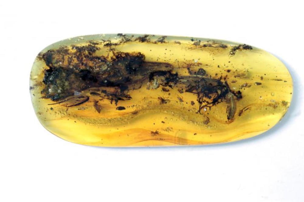 Oculudentavis Naga Amber