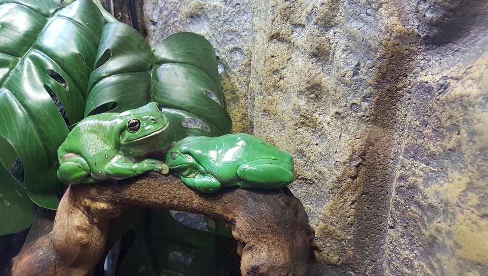 Whites Treefrog Haireena