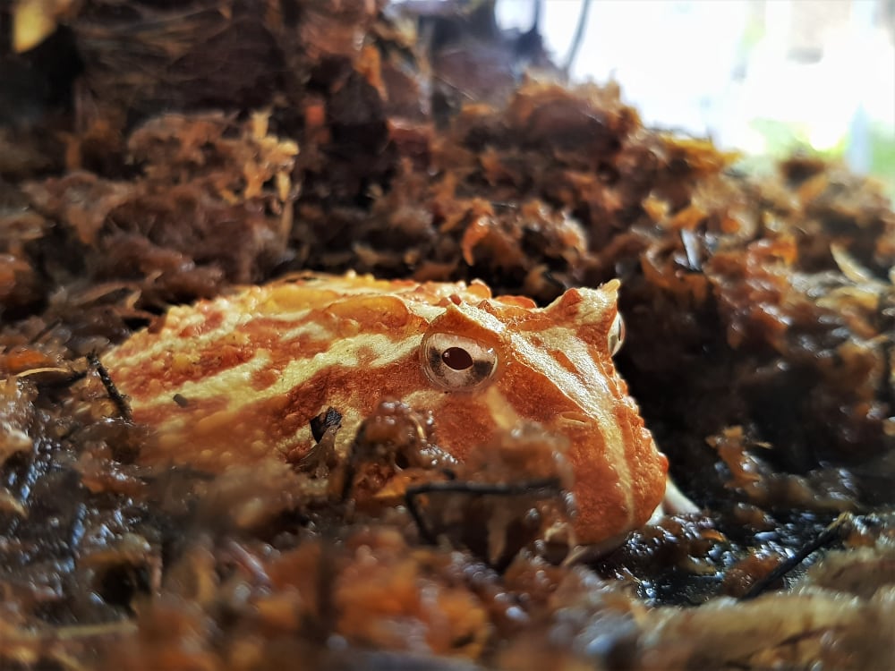 Pacman Frog Arunee Rodloy