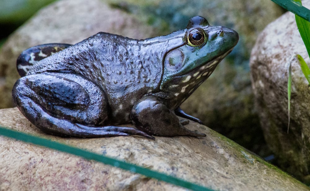 American Bullfrog Lux Et Umbra Studio