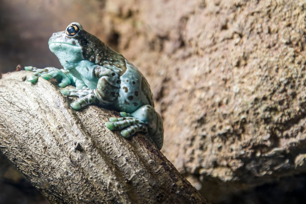 Amazon Milkfrog Danny Ye