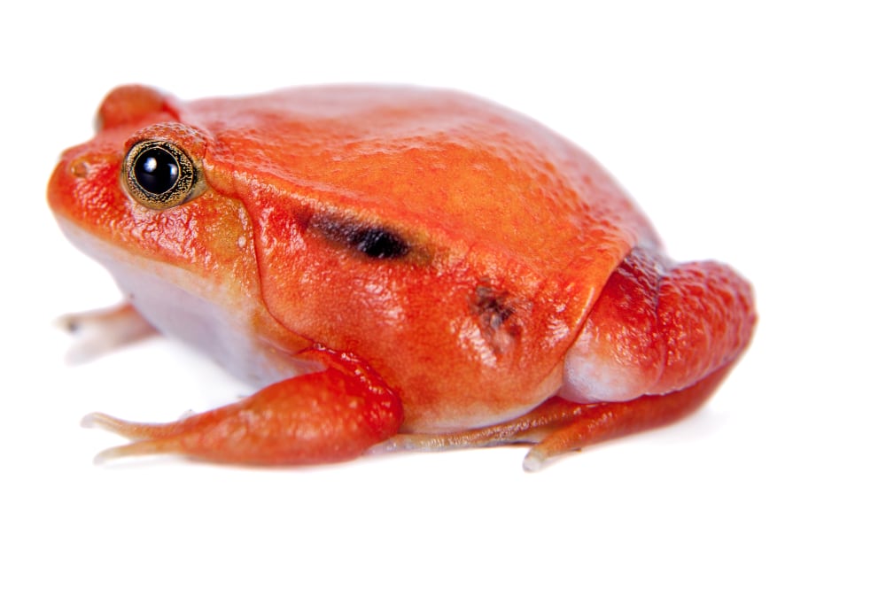 Tomato Frog Madagascar Rosa Jay
