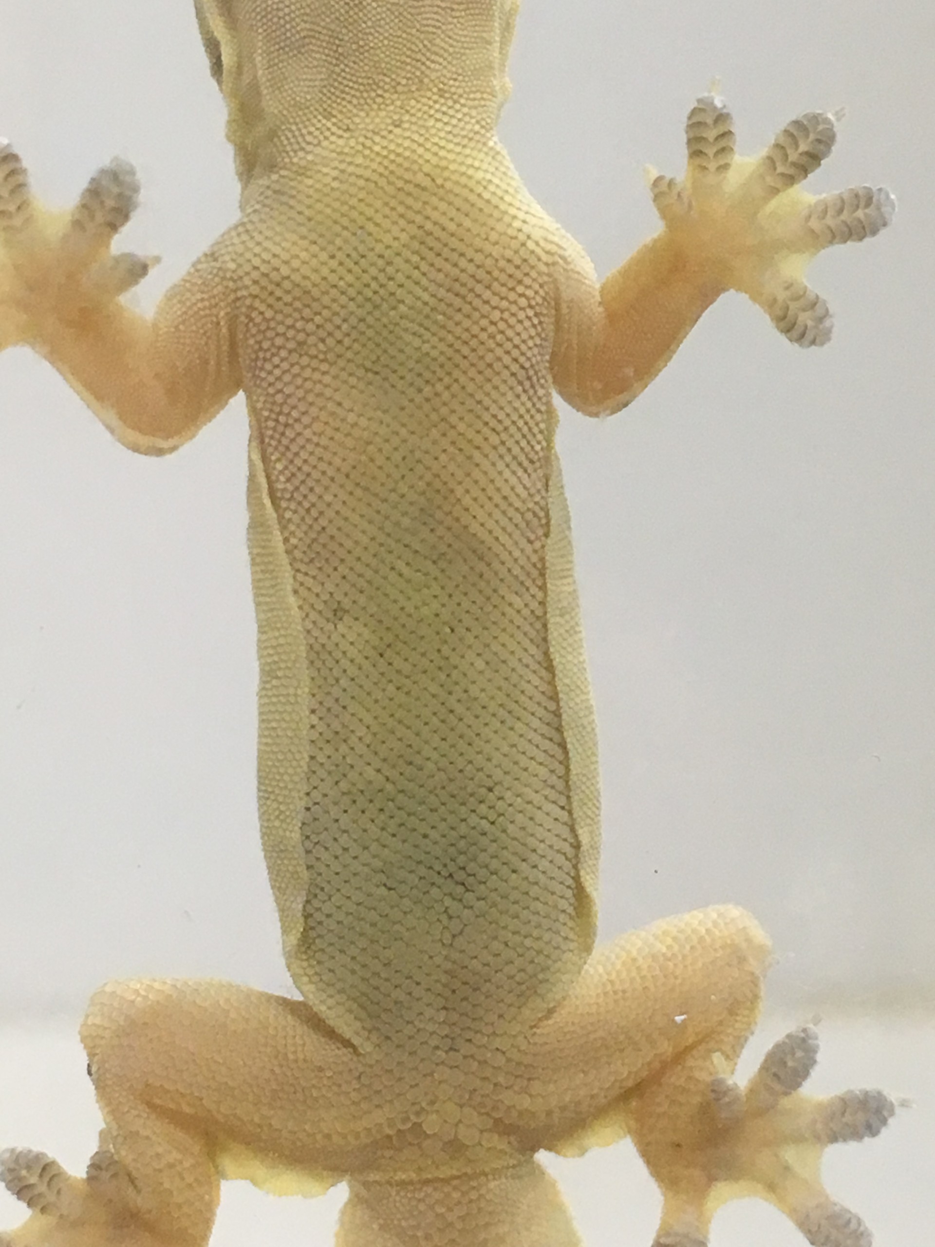 Underside Of Hemidctylus Platyurus