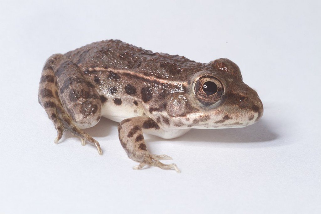 1080px Lithobates Yavapaiensis