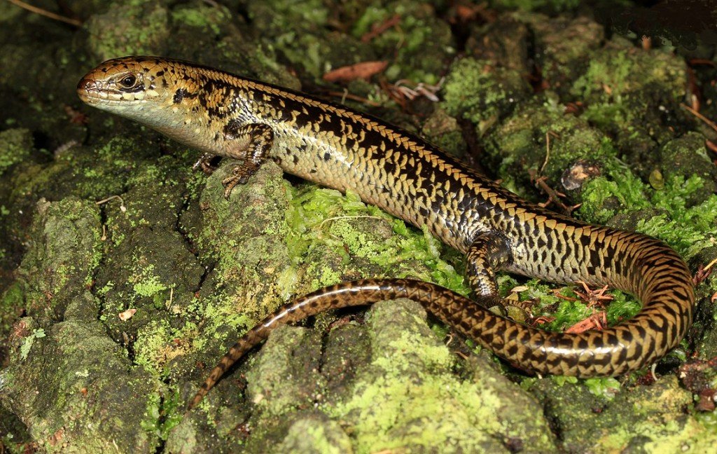 1137px Swamp Skink Lissolepis Coventryi 9253713914