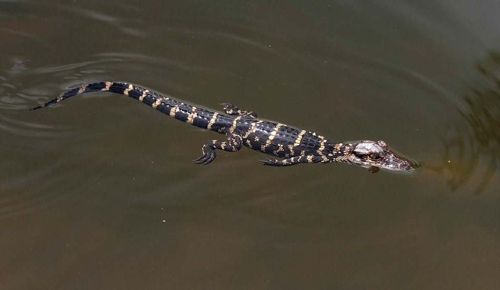 1243px Alligator Mississippiensis Baby