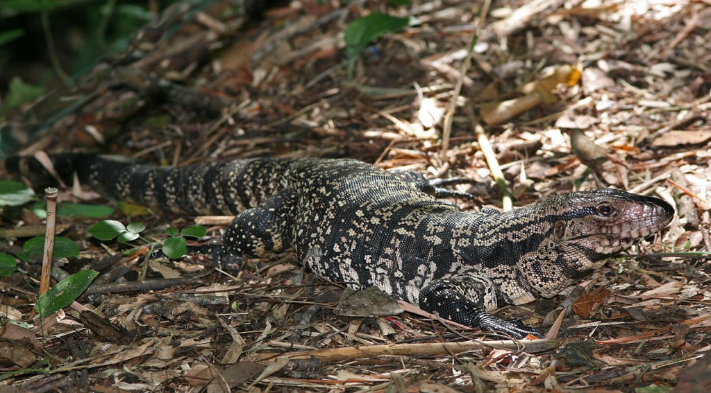 1280px Black And White Tegu