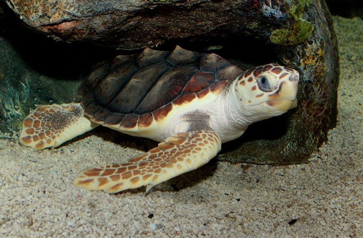 1280px Loggerhead Sea Turtle Caretta Caretta 2