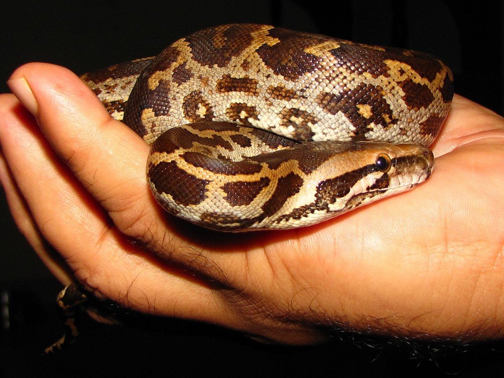1440px Juvenile Indian Rock Python ( P Molurus) In A Pensive Moment