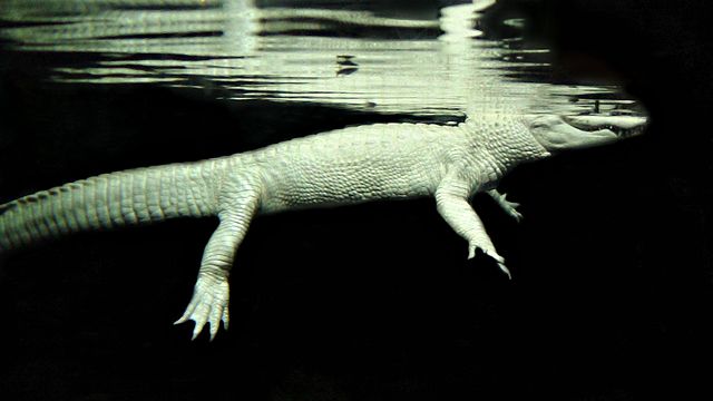 640px Albino Alligator In Water