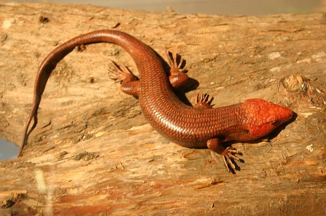 640px Eumeces Laticeps Male