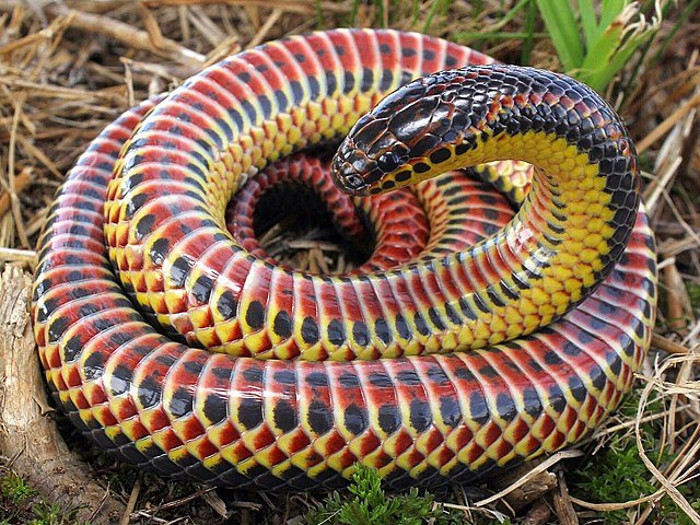 640px Farancia Erytrogramma Rainbow Snake