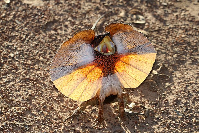 640px Frill Necked Lizard Chlamydosaurus Kingii 8692622586