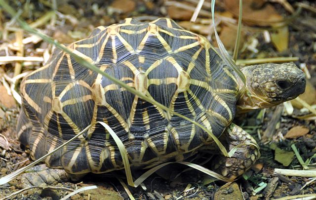 640px Indian Star Tortoise Houston Zoo Cropped