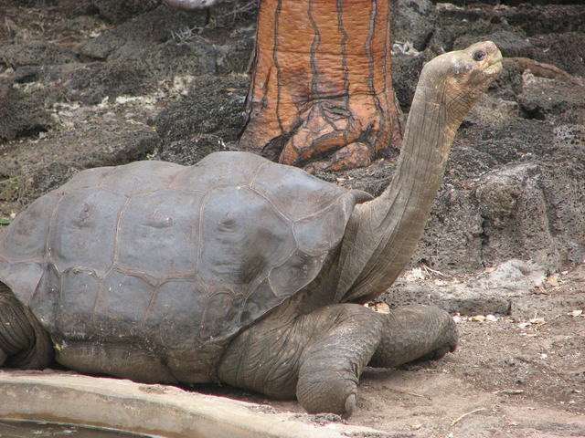 640px Lonesome George In Profile