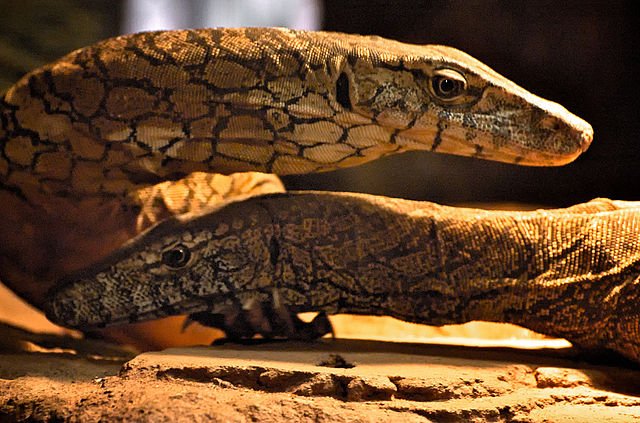 640px Perentie Lizard Pair