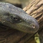 640px Varanus Salvadorii Cincinnati Zoo