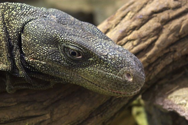 640px Varanus Salvadorii Cincinnati Zoo
