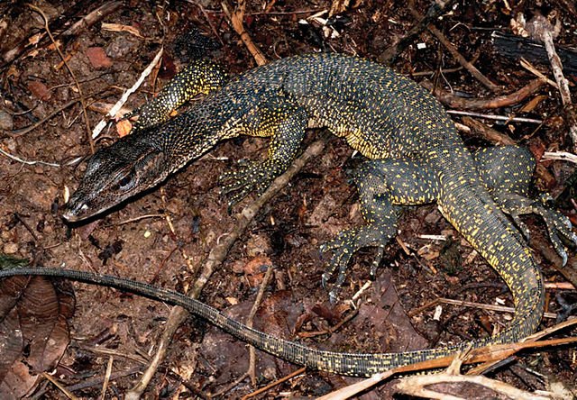 640px Varanus Marmoratus Ku 330731 From Low Elevation Mt. Cagua Zookeys 266 001 G068