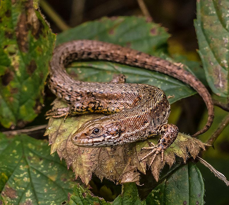 804px Viviparous Lizard Zootoca Vivipara In The Aamsveen The Netherlands
