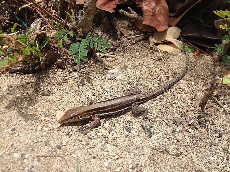 960px Ameiva Polops St. Croix Ground Lizard