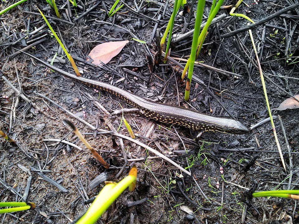 Blue Mountains water skink
