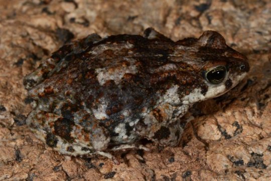 African Earless Pygmy Toad