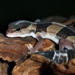 African Fat Tailed Gecko Shutterstock 550989685 1