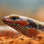 African Fire Skink